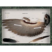Модель крыла и перьев голубя (Columba palumbus) фото