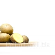 Семенной картофель сорт Дельфин Элита фото