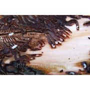 Учет численности вредителей и болезней фото