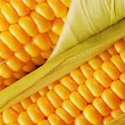 Гибридная кукуруза фотография