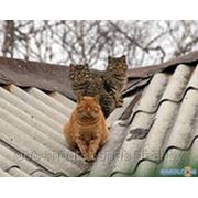 металлочерепица Монтеррей в могилёвской области фотография