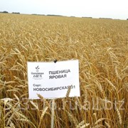 Семена пшеницы Новосибирская 31 фото