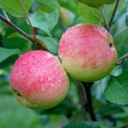 Саженец яблони “Грушовка“ ММ 106 фото