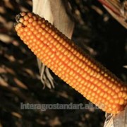 Кукурудза (імпорт) 1 п.о.ЕС Інберроу фото