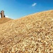 Зерно в Украине, Купить, Цена фото