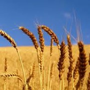 Пшеница фуражная 1 класс фото