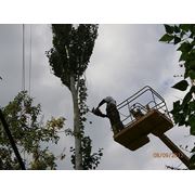 санитарная обрезка деревьев в г.Кривой Рог 067/630-4589