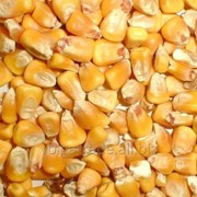 Кукуруза экспорт фотография