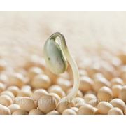 Семена сои “Анастасия“ фотография