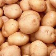 Картофель, Картофель оптом. фотография