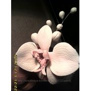 Орхидея из мастики, белая фото