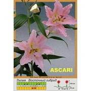 Лилия Восточный гибрид Ascari фото