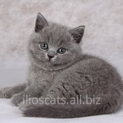 Голубые британские котята фото