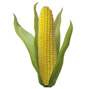 Семена кукурузы Космо 230 (гибрид) фотография