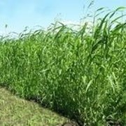 Семена суданской травы фотография
