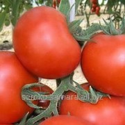 Семена томатов Доминатор F1 фотография