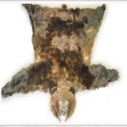 Шкура-ковёр бурого медведя фото