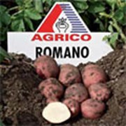 Картофель АГРИКО Романо (Romano) - среднеранний фото