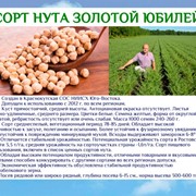 Сорт нута Золотой Юбилей фото