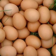 Яйцо столовое, Домашнее куриное яйцо, Экол, Яйца курицы, Яйца, Экологические яйца фотография