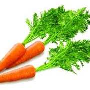 Морковь свежая, продажа овощей нашей компании ООО Фрукт Компани фото