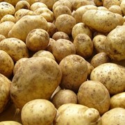 Продам картофель от производителя, возможен экспорт, 800тонн. Звони! фото