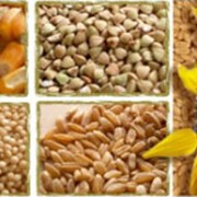Купля-продажа и экспорт зерновых культур