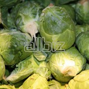 Хранение овощей фото