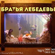 Обслуживание аквариумов от 150 грн.