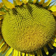 Семена подсолнуха Рембо **/ Насіння соняшника Рембо ** стійкий до експресу(гранстар) фото