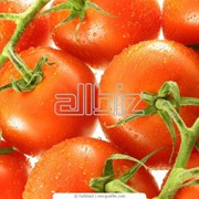 Семена помидоров фото