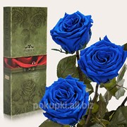 Три долгосвежих розы Синий Сапфир в подарочной упаковке фотография