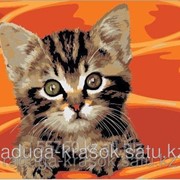 Картина по номерам Симпатичный котенок фотография