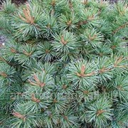 Сосна мелкоцветная Pinus parviflora Negishi bonsai 80-100 C80