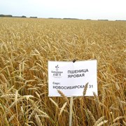 Пшеница яровая сорт «Новосибирская 31» фото