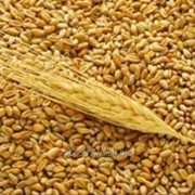 Пшеница 3 класс, протеин 14 фото
