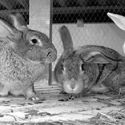 Кролики-бройлеры фото