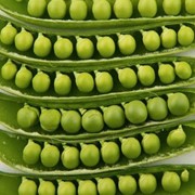 Семена зеленого горошка Драгон 10 г. фото