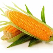 Семена кукурузы РОДНИК 292 МВ фотография