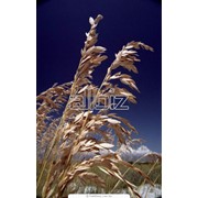 Зерно в Костанае, Зерно фуражное, зерно, купить зерно в костанае фотография