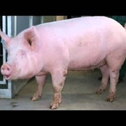 Свині -жива вага