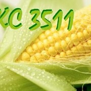 Семена кукурузы ДКС 3511 Monsanto фото