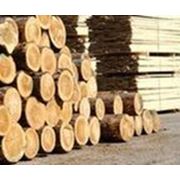 Pine timber фото