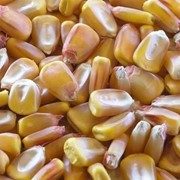 Семена кукурузы НС 2014 купить в Украине, семена кукурузы нс 2014 купить заказать фото
