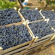 Виноград фото