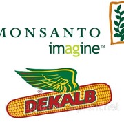 Семена кукурузы Монсанто (Monsanto, DEKALB ®) от официального дилера фото