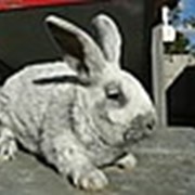 Кролик Большое светлое серебро фото