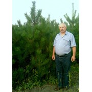 Сосна крымская для озеленения и на елку Новогоднюю Донецк фото
