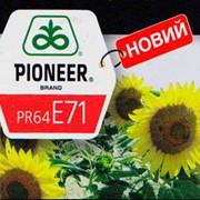Семена гибрида подсолнечника pioneer пр64е71