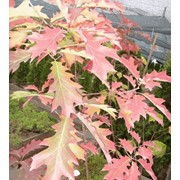 Крупномеры дуба красного и обыкновенного фото